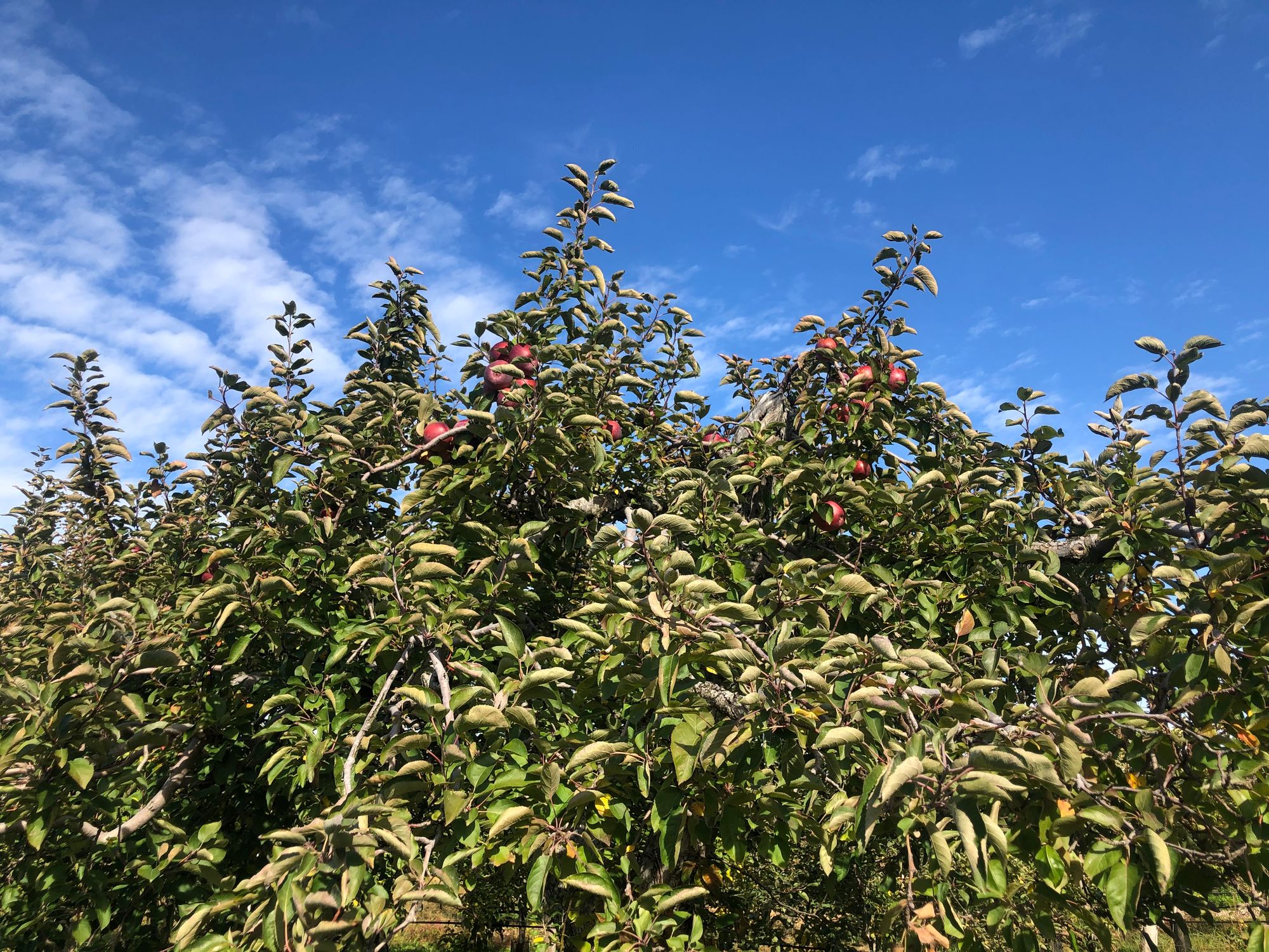 Apple Picking at Fishkill Farms (A Family Tradition Since 2019)